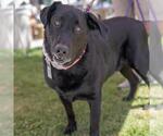 Small Photo #6 Labrador Retriever-Unknown Mix Puppy For Sale in San Diego, CA, USA