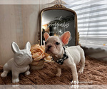 Puppy Tater tot French Bulldog