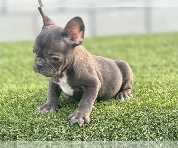 Medium Photo #5 French Bulldog Puppy For Sale in LOUISVILLE, KY, USA