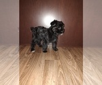 Small Photo #31 YorkiePoo Puppy For Sale in LAPEER, MI, USA