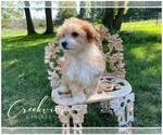 Small Photo #4 Havachon Puppy For Sale in NIANGUA, MO, USA