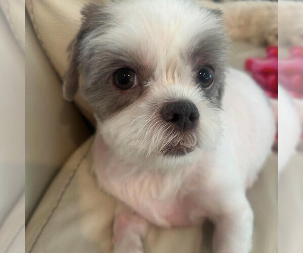 Medium Photo #3 Shih Tzu-Unknown Mix Puppy For Sale in Spring Lake, NC, USA
