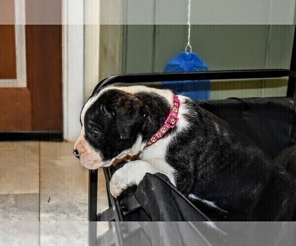 Medium Photo #45 Presa Canario Puppy For Sale in PHILADELPHIA, PA, USA