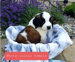 Puppy White collar Saint Bernard