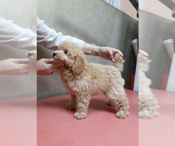Medium Photo #1 Poodle (Miniature) Puppy For Sale in Bila Tserkva, Kyiv, Ukraine
