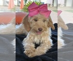 Small Photo #36 Goldendoodle mix (+ Poodle Miniature) Puppy For Sale in MENIFEE, CA, USA