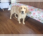 Small #6 Golden Retriever