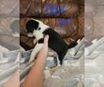 Small Photo #18 Chizer Puppy For Sale in MONTEZUMA, GA, USA