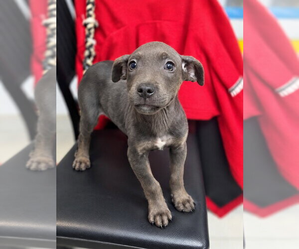 Medium Photo #1 Mutt Puppy For Sale in Walnutport, PA, USA