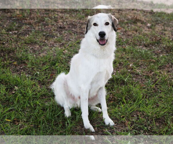 Medium Photo #14 Great Pyrenees Puppy For Sale in Dallas, TX, USA