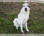 Small #13 Great Pyrenees