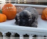 Puppy Paisley Havanese