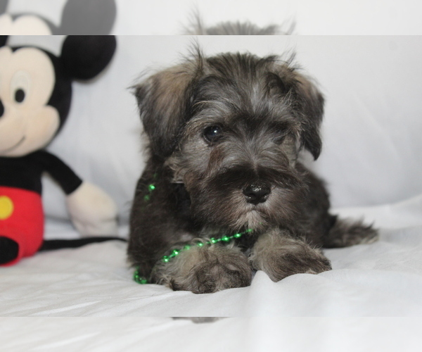 Medium Photo #1 Schnauzer (Miniature) Puppy For Sale in BROOKSVILLE, FL, USA