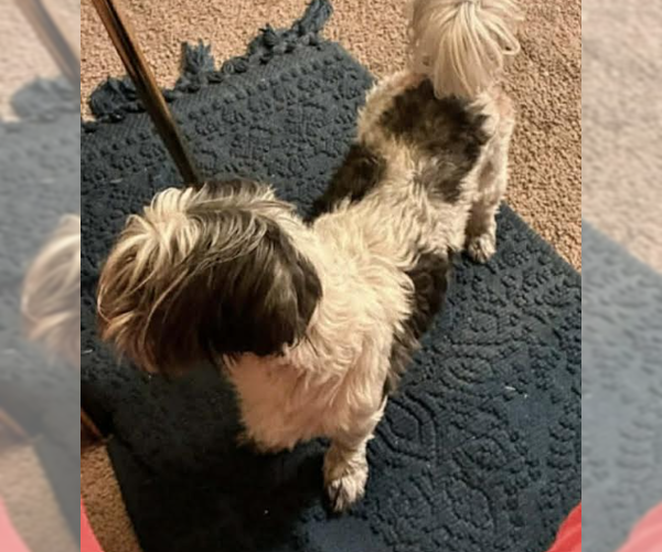 Medium Photo #3 Shih Tzu-Unknown Mix Puppy For Sale in Cranston, RI, USA