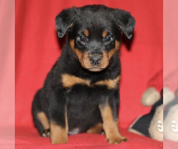 Medium Photo #2 Rottweiler Puppy For Sale in ATGLEN, PA, USA
