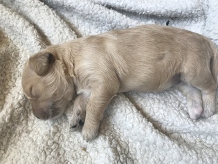 Goldendoodle Puppy for sale in GENEVA, IL, USA