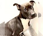 Small #1 Mutt
