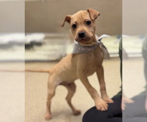 Chinese Shar-Pei-Unknown Mix Dogs for adoption in Warrenton, VA, USA