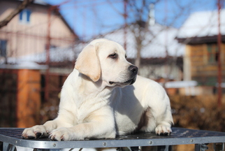 Labrador Retriever Puppy for sale in CHICOPEE, MA, USA