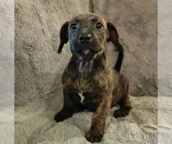 Medium Photo #1 French Bull Weiner Puppy For Sale in Claremore, OK, USA