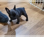 Small Photo #1 French Bulldog Puppy For Sale in GARLAND, TX, USA