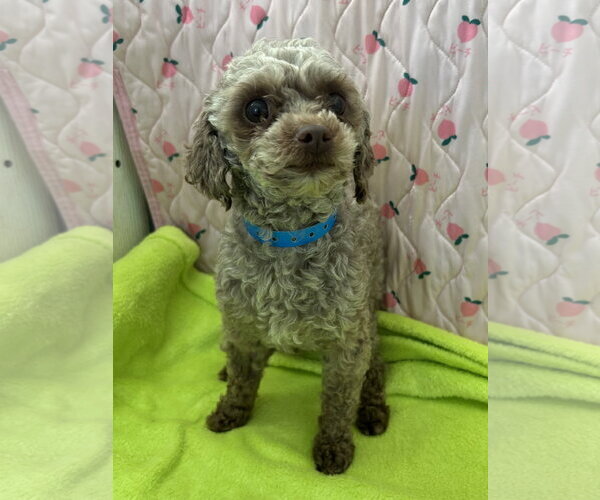 Medium Photo #3 Poodle (Miniature) Puppy For Sale in Pacolet, SC, USA