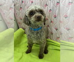 Small #2 Poodle (Miniature)