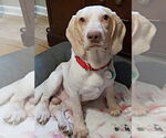 Small #1 Beagle