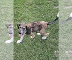 Small #3 Poodle (Standard) Mix