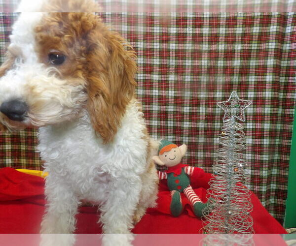 Medium Photo #2 Cock-A-Poo Puppy For Sale in PATERSON, NJ, USA