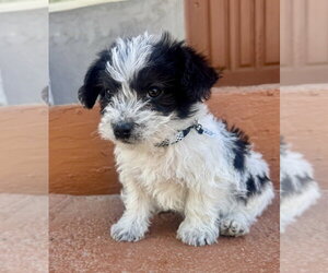 Prince - Male Mutt Dog for Adoption - Photo #3