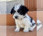Small Photo #3 Mutt Puppy For Sale in Marina Del Rey, CA, USA