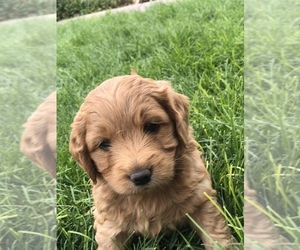 Golden Retriever-Poodle (Toy) Mix Puppy for sale in TREMONTON, UT, USA