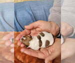 Small Photo #8 Chihuahua Puppy For Sale in MOUNT AIRY, NC, USA