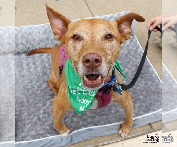 Medium Photo #5 Mutt Puppy For Sale in Washington, DC, USA