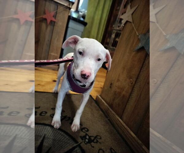 Medium Photo #4 Catahoula Leopard Dog-Unknown Mix Puppy For Sale in Sanford, FL, USA