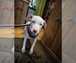 Small #3 Catahoula Leopard Dog Mix