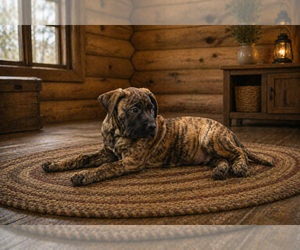 Presa Canario Puppy for sale in ANSON, ME, USA