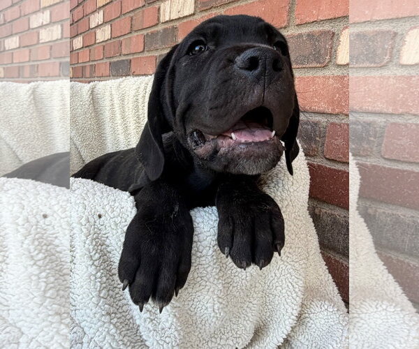 Medium Photo #1 Mutt Puppy For Sale in Goodyear, AZ, USA
