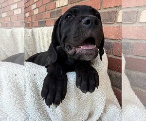 Mutt Dogs for adoption in Goodyear, AZ, USA