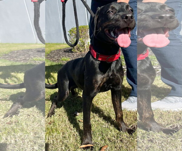 Medium Photo #16 Labrador Retriever-Unknown Mix Puppy For Sale in Munford, TN, USA