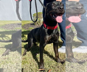 Miranda - Female Labrador Retriever-Unknown Mix Dog for Adoption - Photo #16