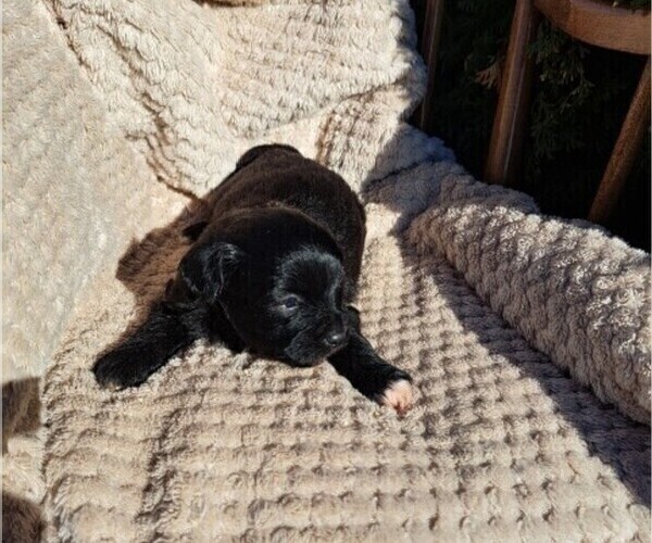 Medium Photo #13 ShihPoo Puppy For Sale in CLARE, MI, USA