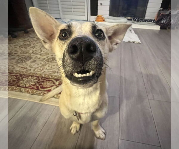 Medium Photo #1 Dachshund Puppy For Sale in San Bernardino , CA, USA