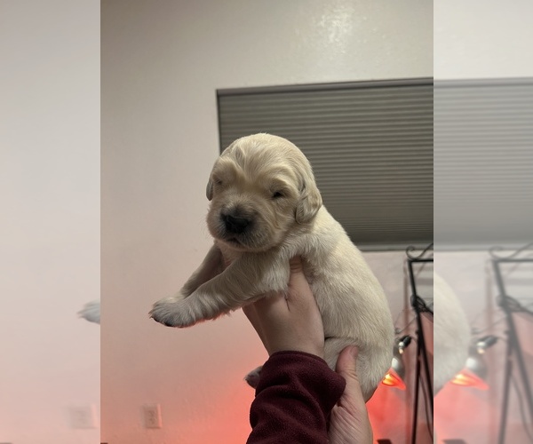 Medium Photo #1 English Cream Golden Retriever Puppy For Sale in BUSHNELL, FL, USA