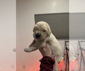 English Cream Golden Retriever Puppy for Sale in BUSHNELL, Florida USA