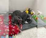 Small #3 Neapolitan Mastiff Mix