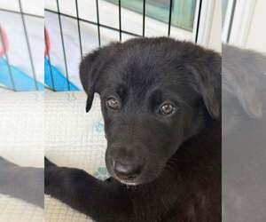 Mutt Dogs for adoption in Wyoming, MI, USA