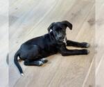 Small #11 Labrador Retriever Mix