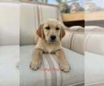 Puppy Orange Girl Golden Retriever